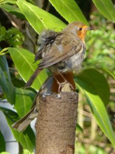 Robin JC April 2013 222